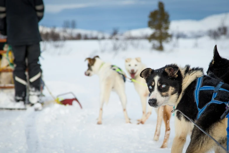 four dogs are walking in the snow next to sleds