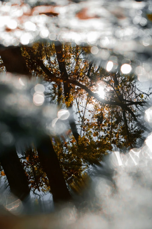 the nches of trees in front of the water