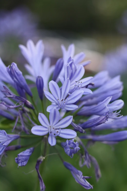 a purple flower is shown in this picture