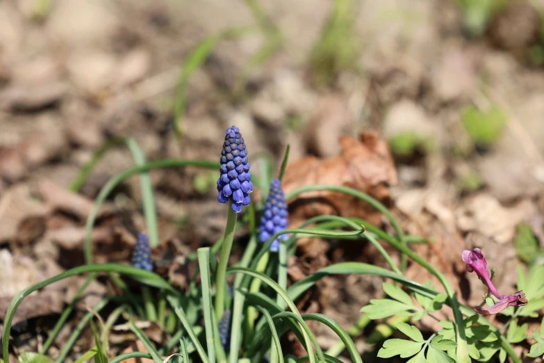 a purple flower grows out of some dirt