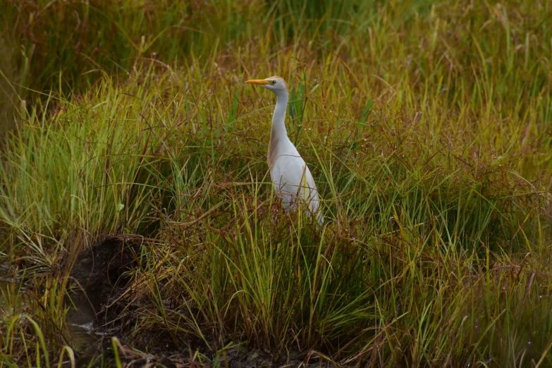 a white bird walking in tall grass near water