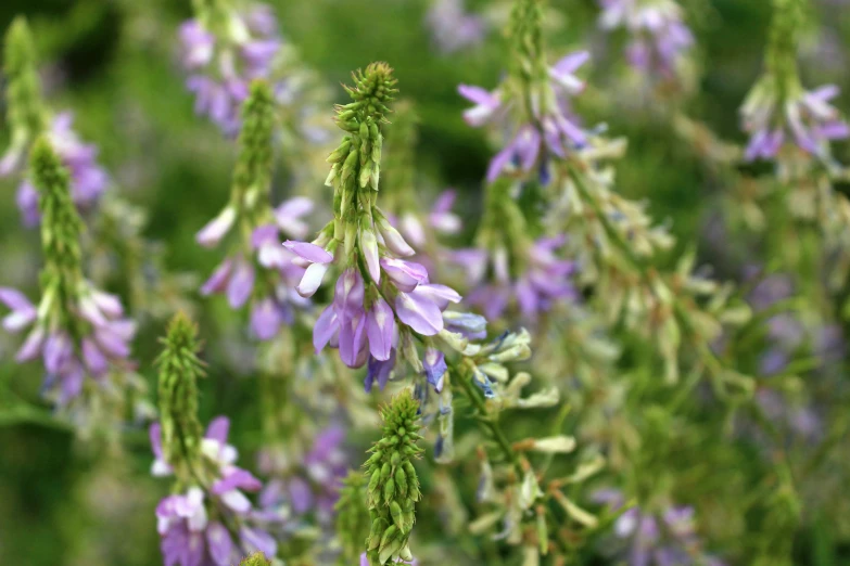 a very pretty purple and green plant growing in a field