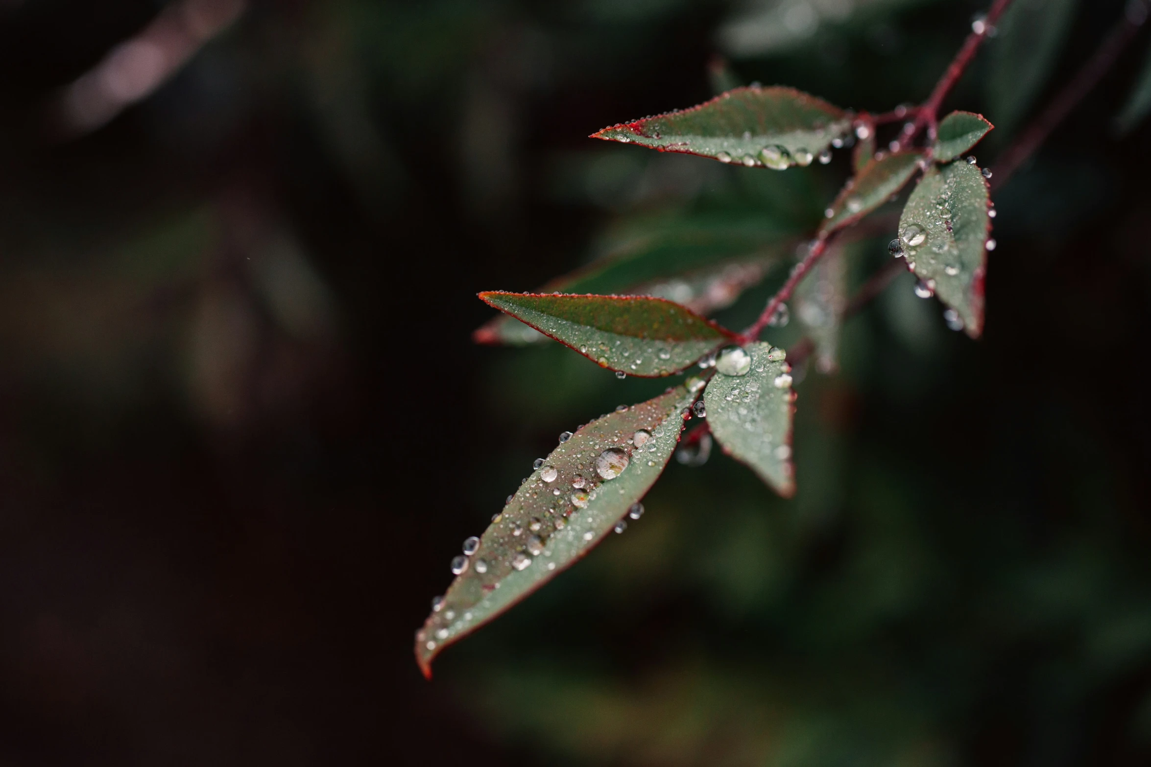 there is a small amount of rain on the leaves