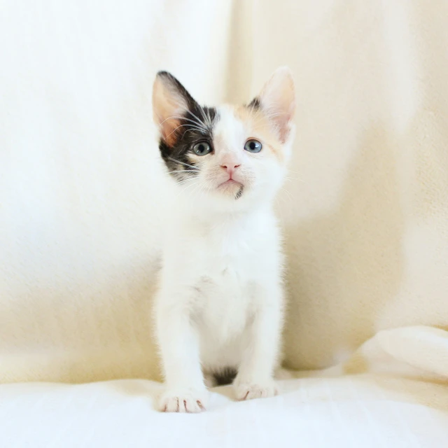 small black and white kitten sitting on white fabric