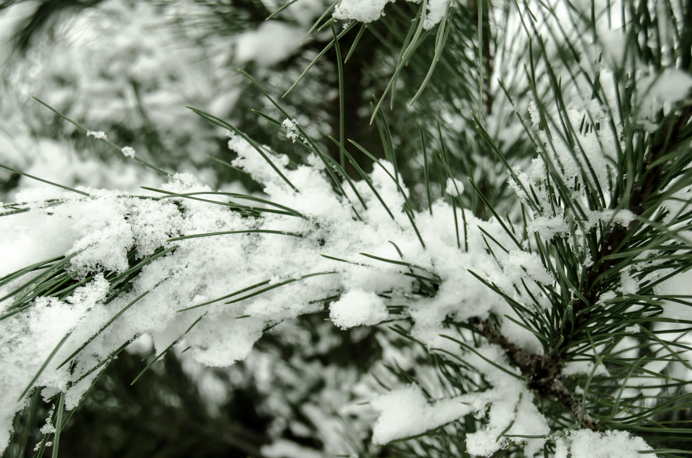 a nch that has snow on it