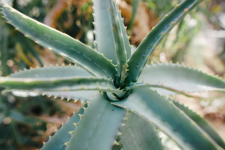 green plant in front of blurry background