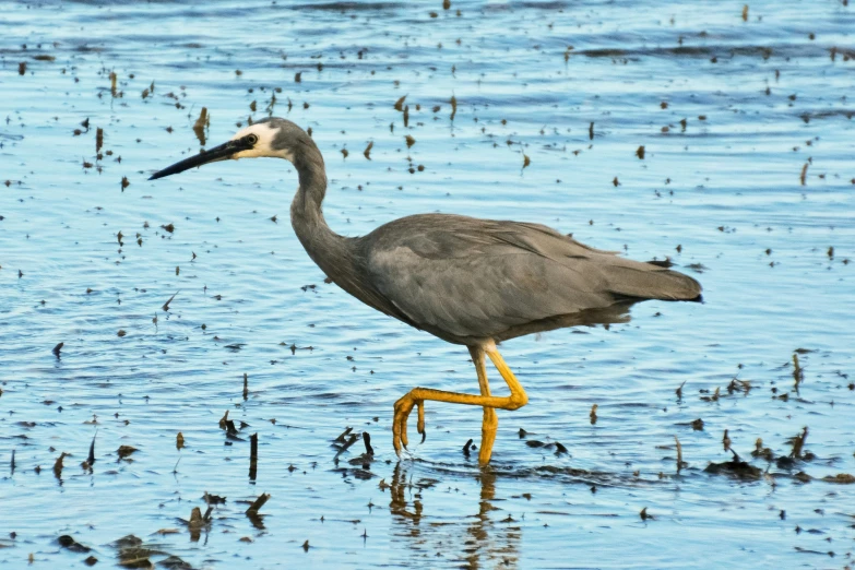 a bird standing in shallow water next to an ocean