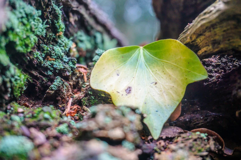 the underside of a leaf is in the moss