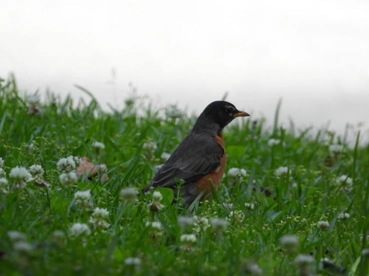 a bird standing on the grass and white flowers