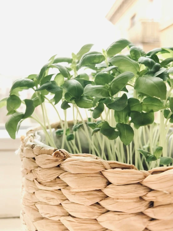 a basket full of spinach plants sitting on top of a table