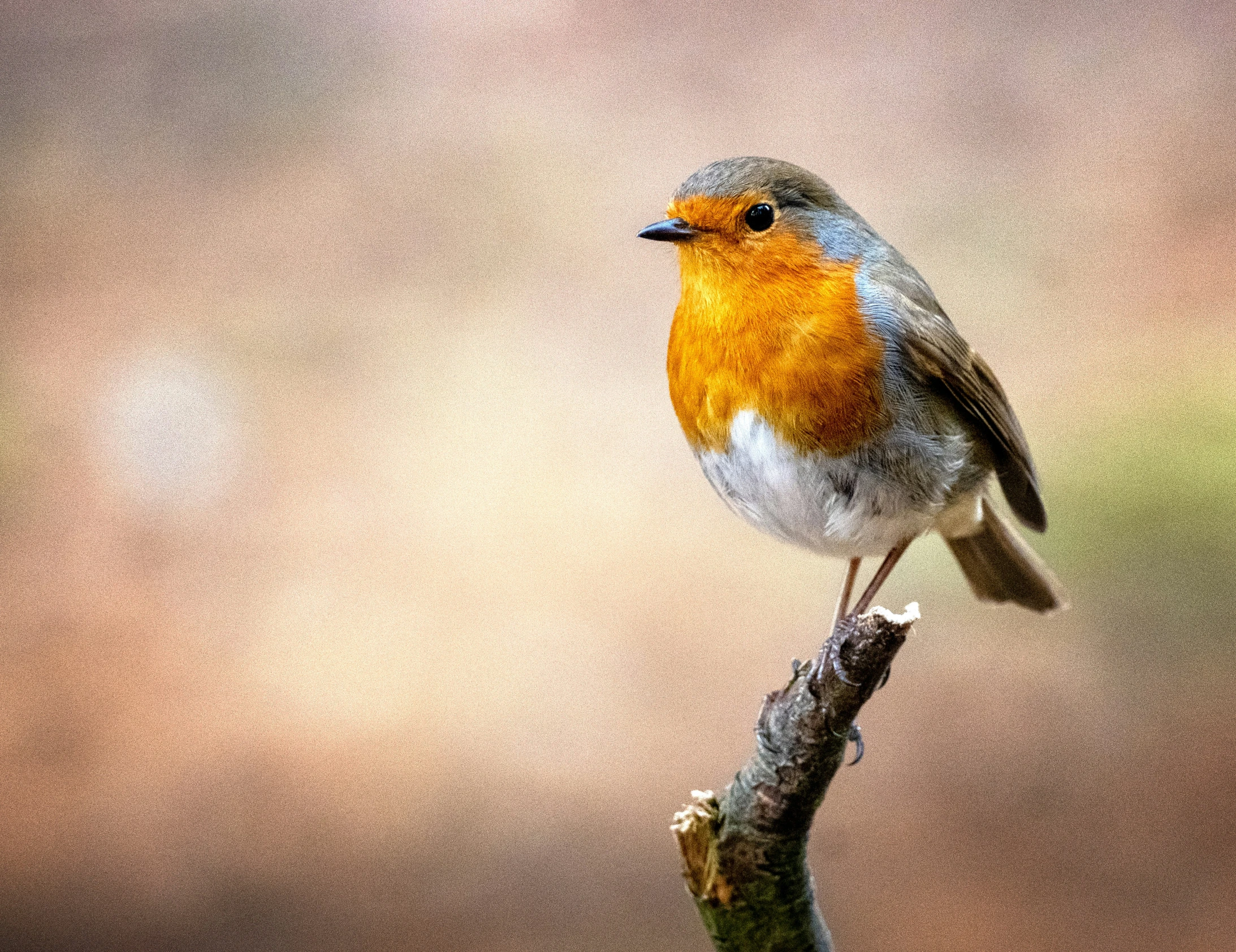 a small blue and orange bird on top of a tree nch