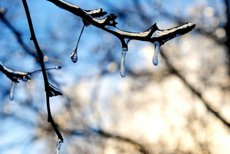 a tree nch that has some water droplets hanging off it