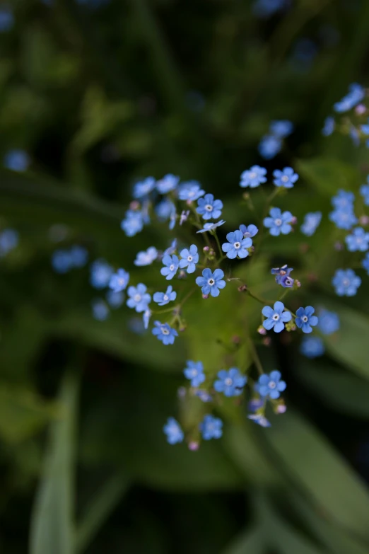 little blue flowers blooming on a green leaf