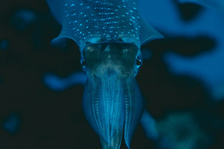 a large blue octo swimming inside of an ocean