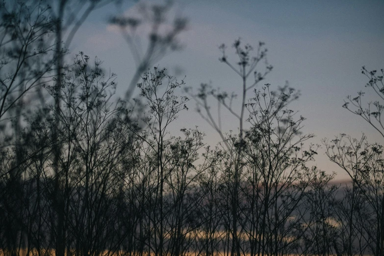 looking through trees at the night sky in silhouette