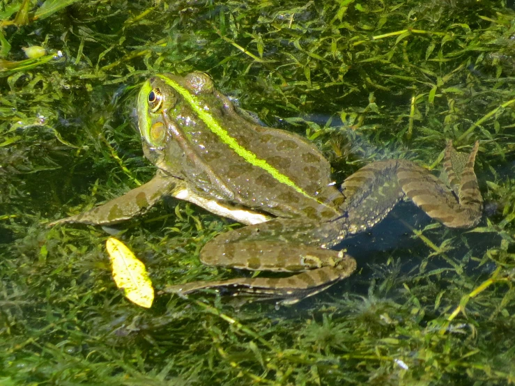 a green frog is sitting on the water