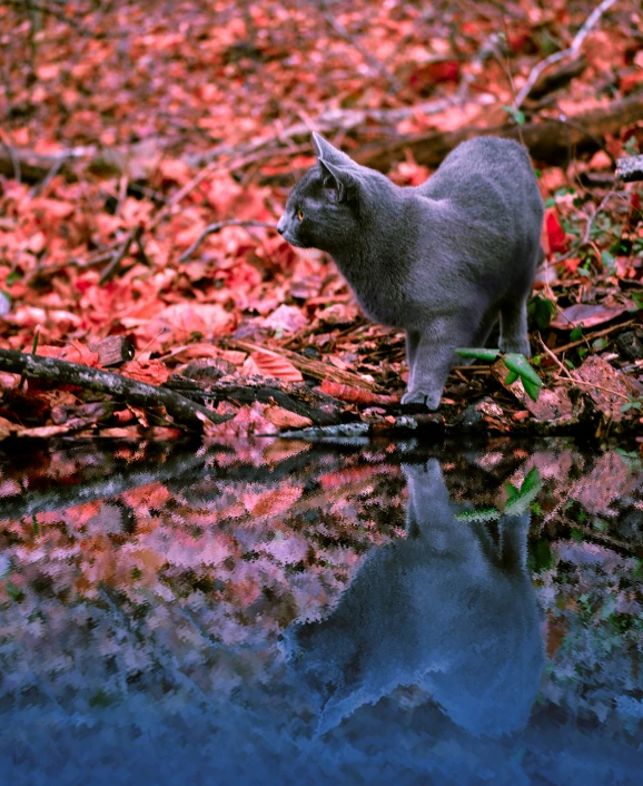a cat is standing on leaves and water