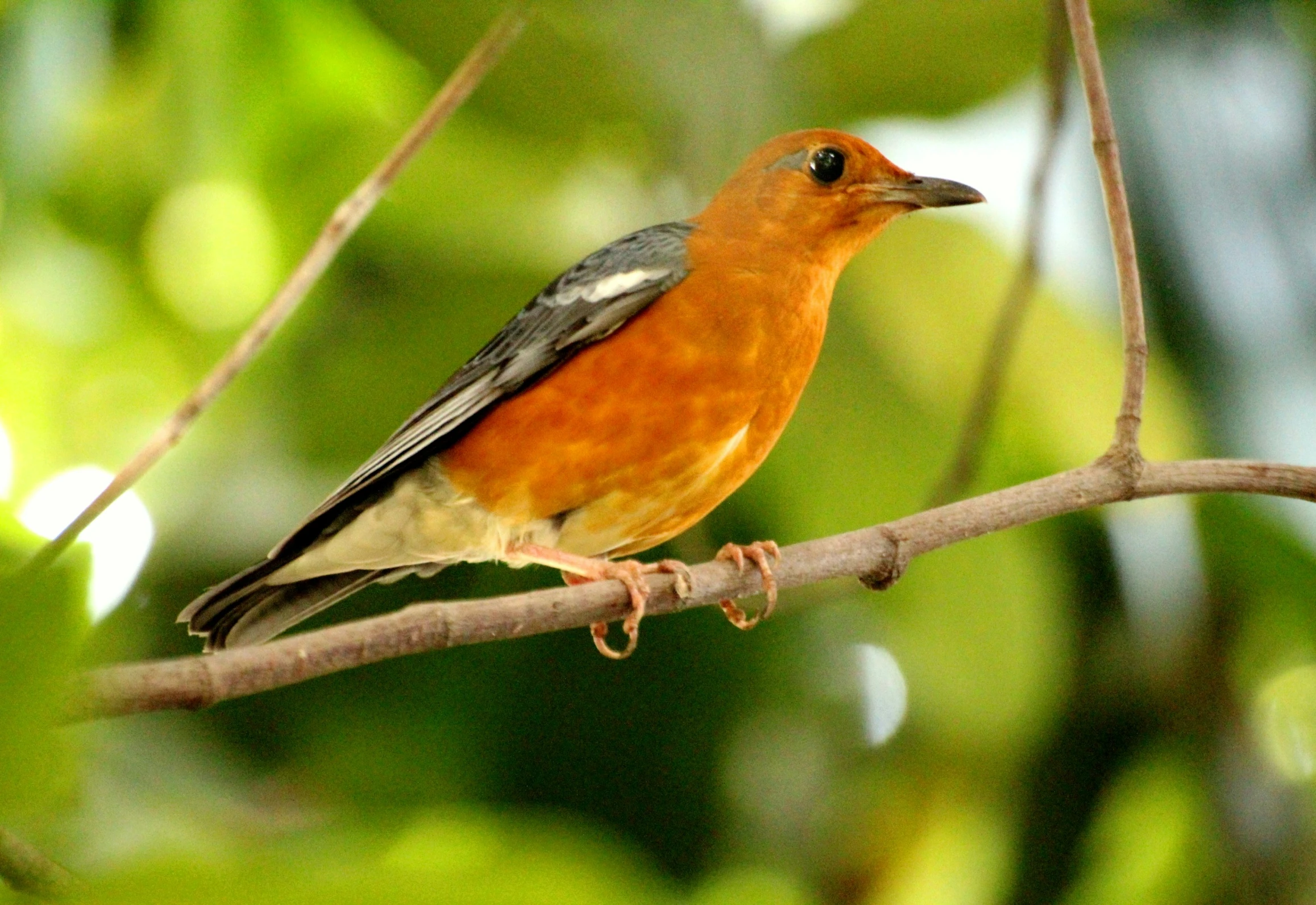 a small bird is sitting on a nch