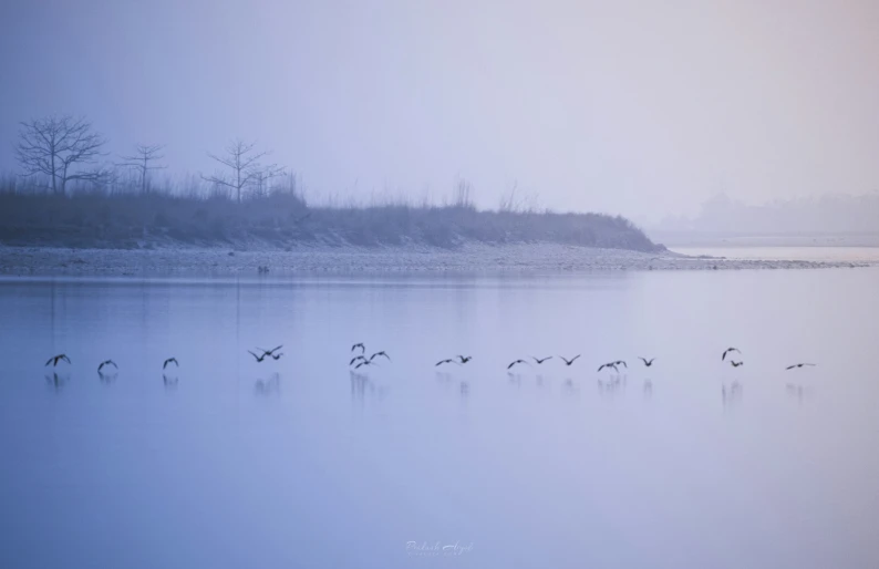 a bunch of birds wading in the cold water