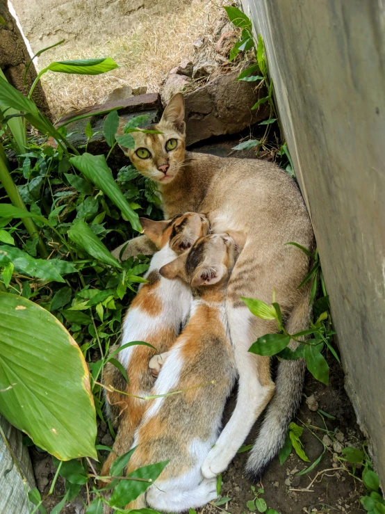 a cat laying down next to two kittens in the grass