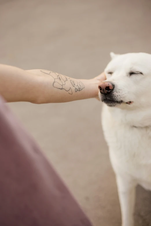 a dog sitting on the floor being fed a treat