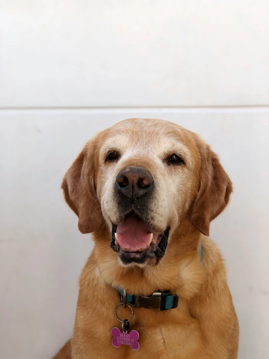 a smiling yellow lab dog with its tongue out