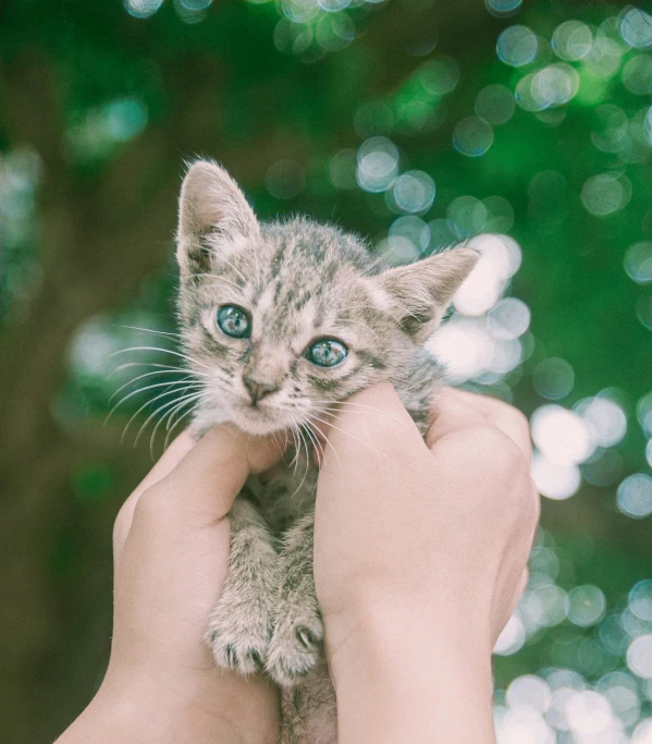 a person holding a small kitten up to the camera