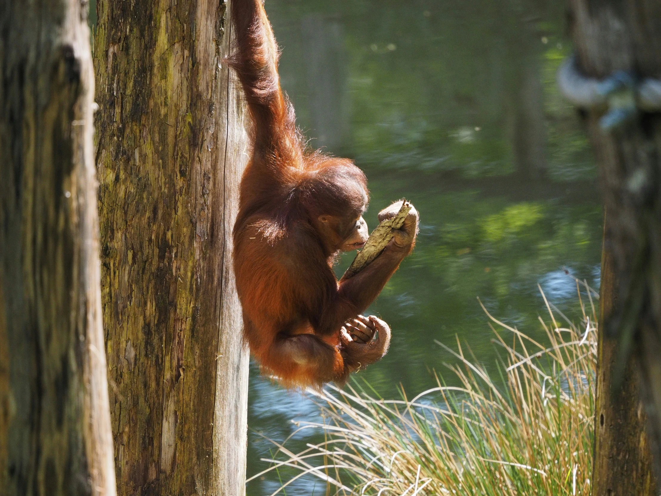 an oranguel is hanging off the side of a tree