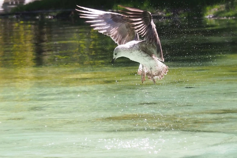 a seagull landing on a small body of water