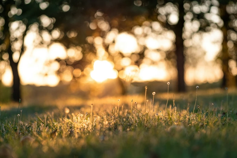 a grassy area with trees and grass at sunset