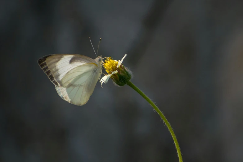 a white erfly sitting on top of a flower