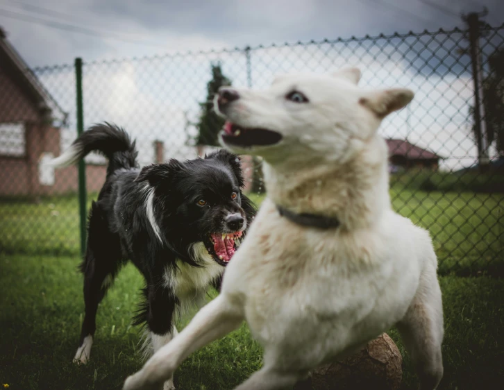 two dogs play with a frisbee on a grassy field