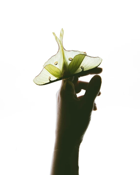 a small green leaf being held by someone