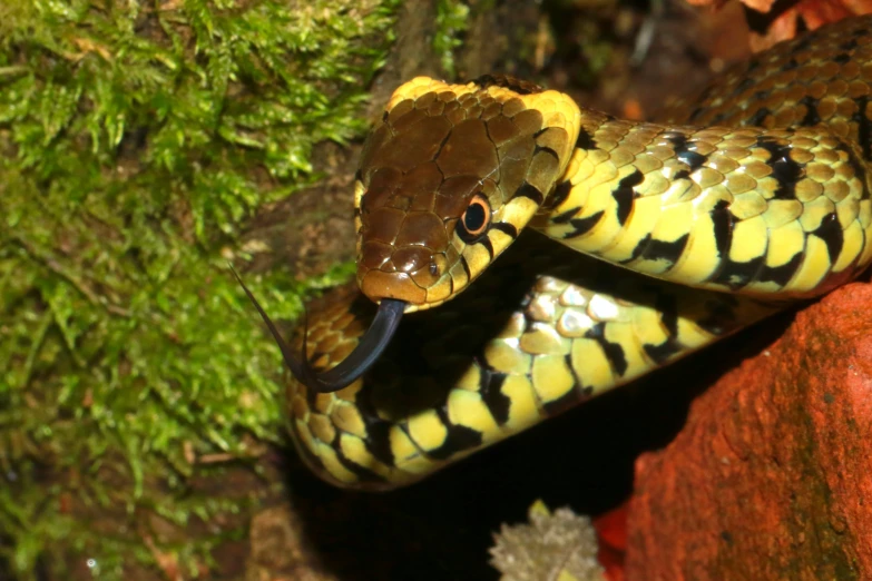 yellow and black snake with long, curved mouth sitting on rock