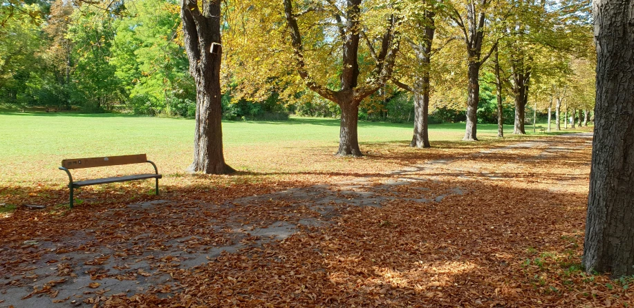 a park bench sits in a clearing of trees