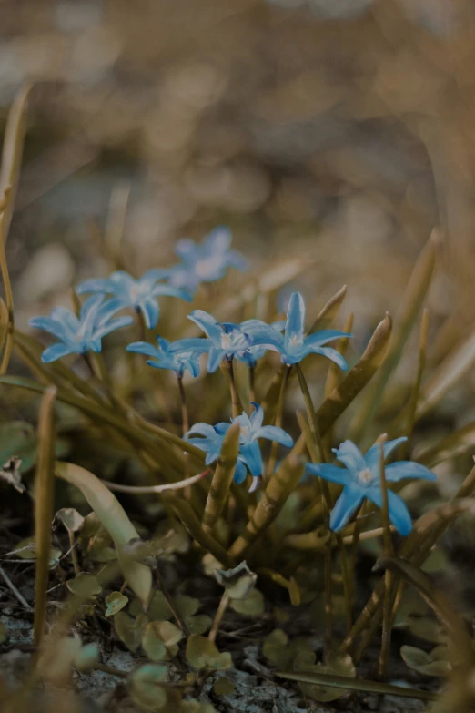 blue flowers in a rocky area with green leaves