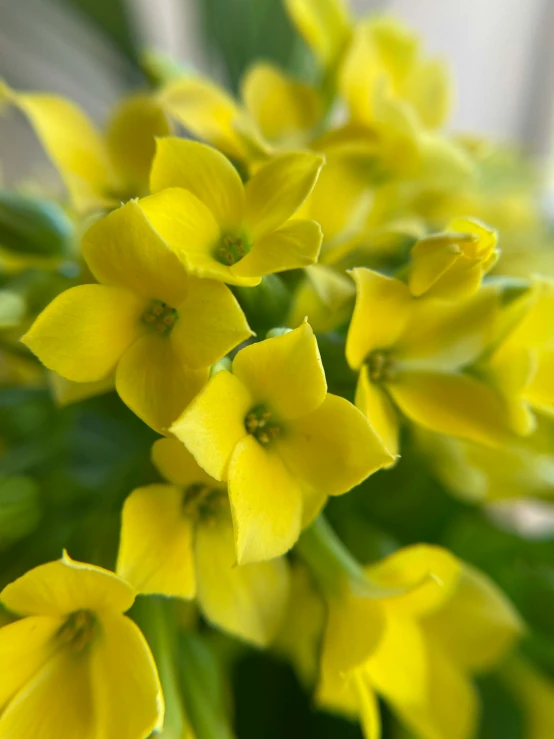 the tiny flowers are blooming with bright yellow petals