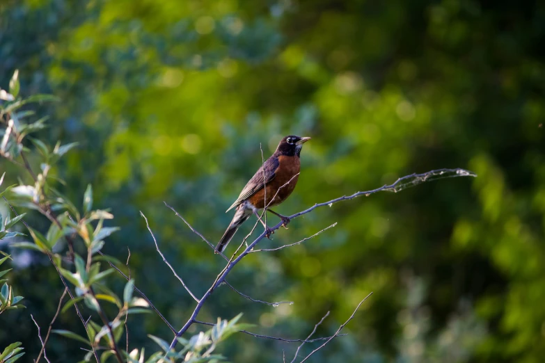 the bird is perched on the small nch