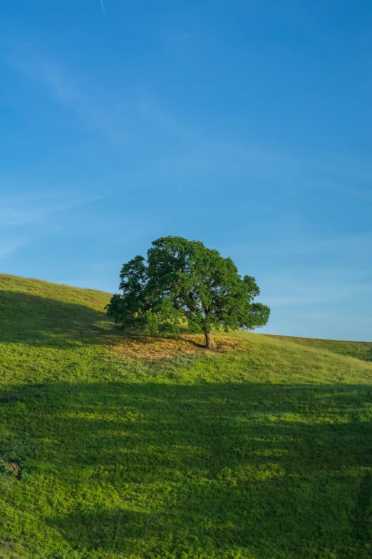 lone tree standing in the distance on a hill