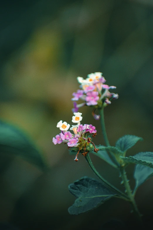 small purple and white flowers grow among green leaves