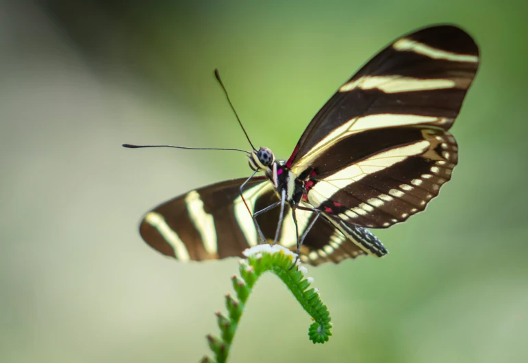 the erfly has long stripes on its wings