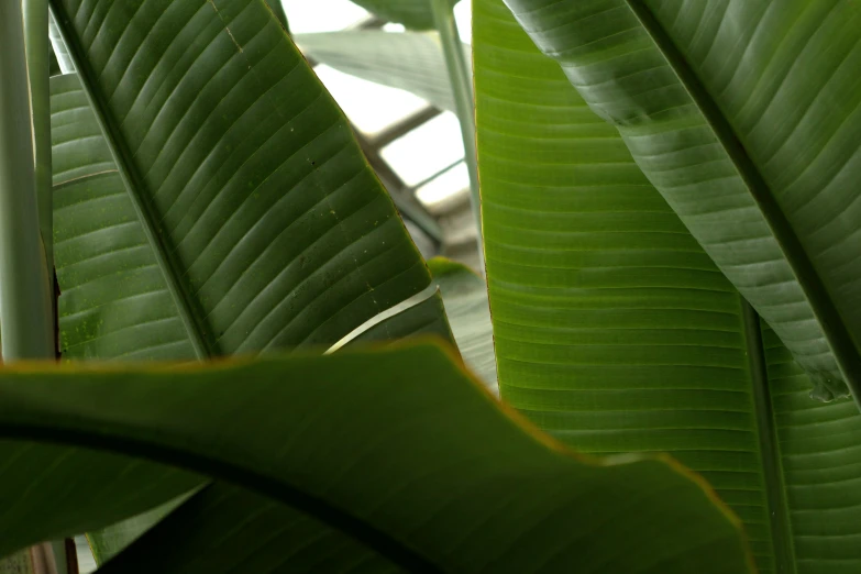 a banana plant has some leaves close to it