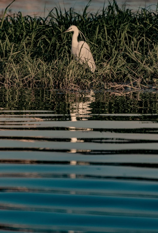 a white duck swimming on top of a pond