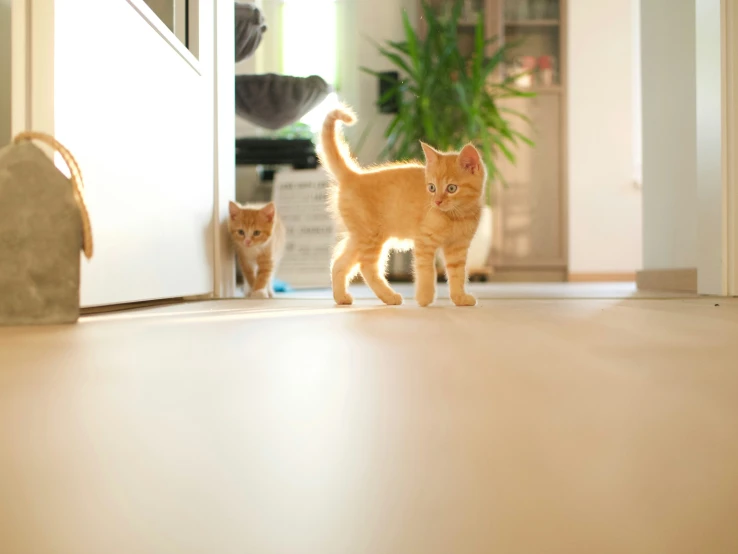 two orange kittens walking in front of a door