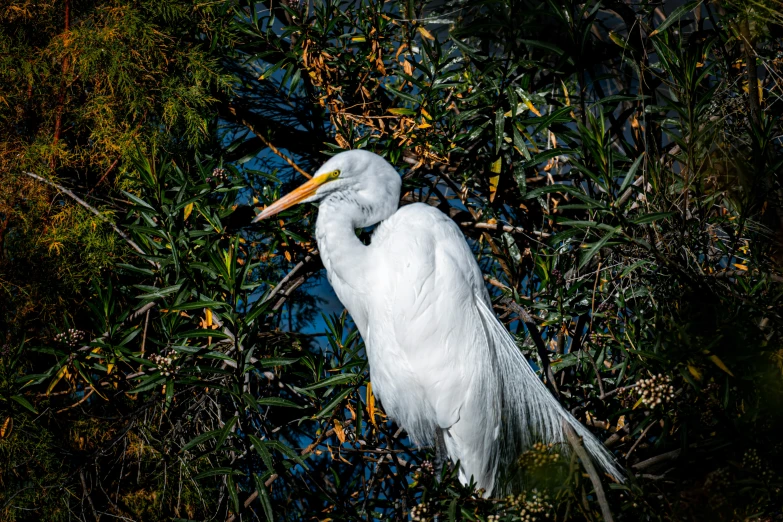an egret with its beak up in the water