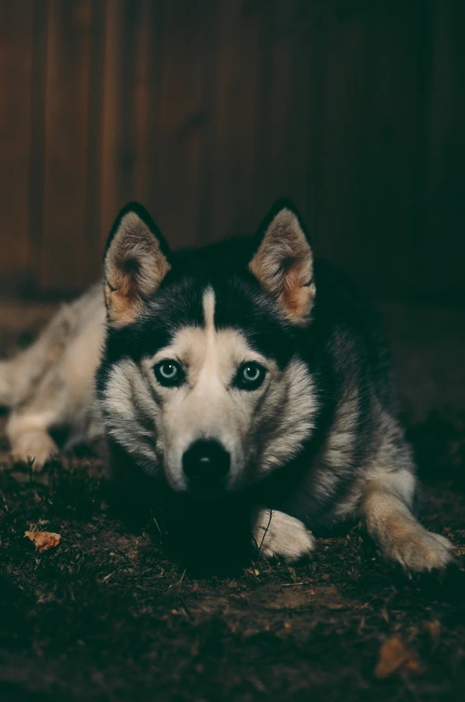 an adult husky dog is laying down on the ground