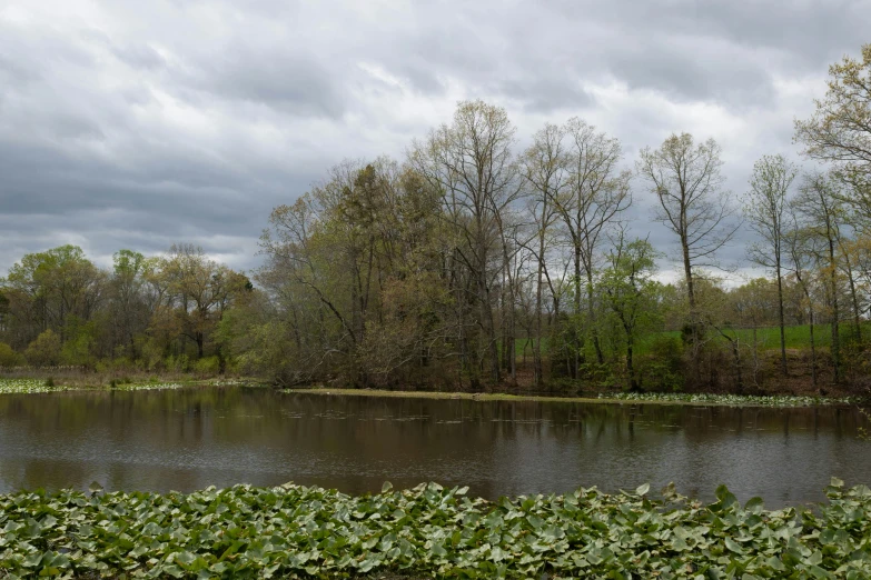 an image of a river flowing between trees and bushes