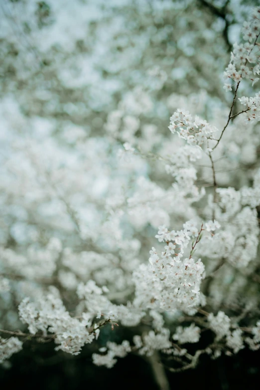 a tree nch with white blossoms on it