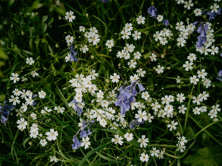 many different kinds of flowers are in the grass