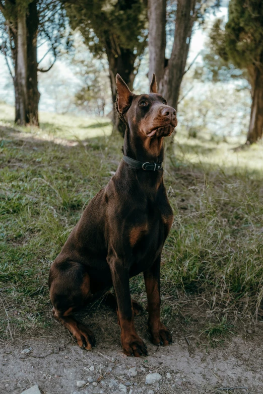 the dog sits on the dirt in the woods